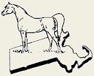 Arabian Horse Association of Massachusetts